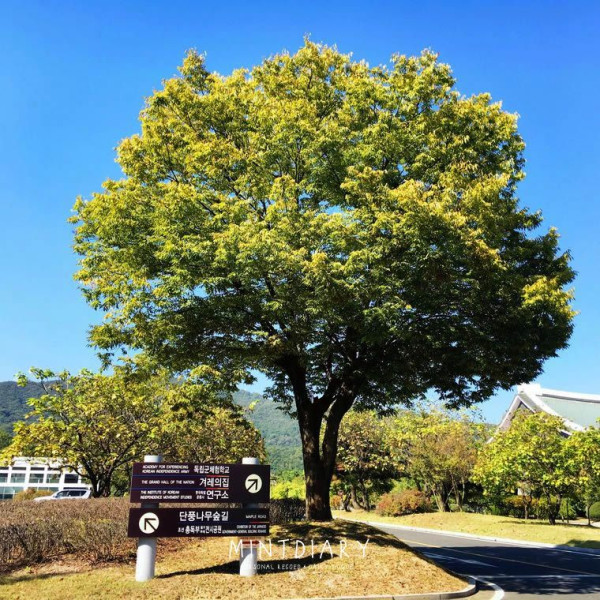 단풍나무숲길