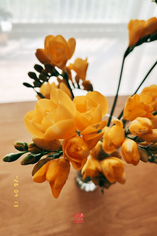 프리지아