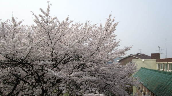 순천향대학 벗꽃